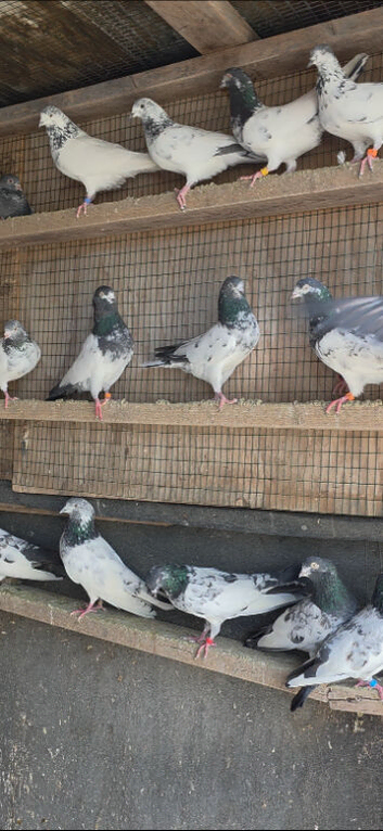 PIGEONS FOR SALE