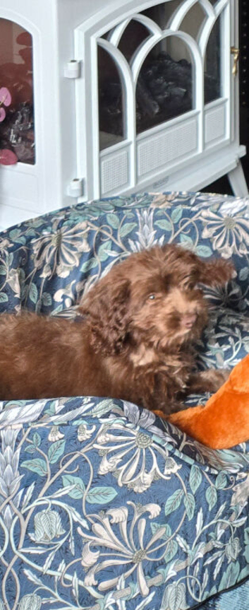 Cockerpoo chocolate