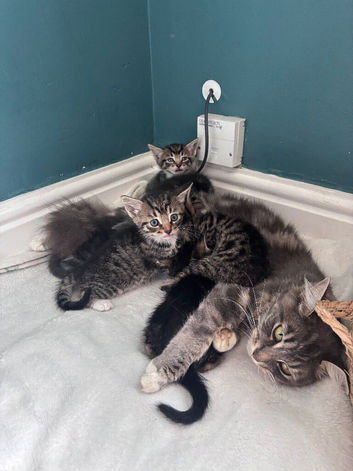 6 wonderful kittens looking for new homes