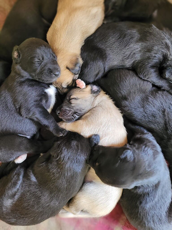 Lurcher pups