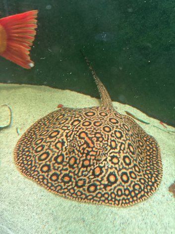 Mini marble motoro stingray