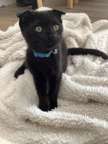 Scottish fold last male reduced price ver6 much needed his loving new home