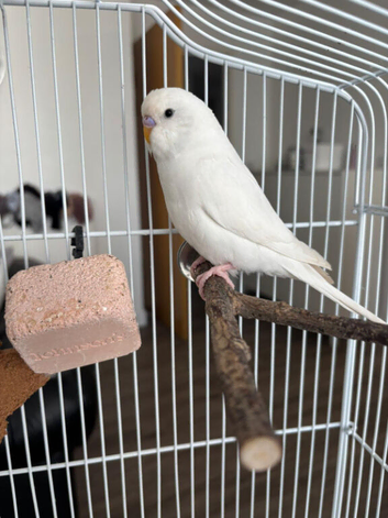 Female White Budgie