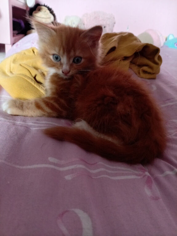Kittens