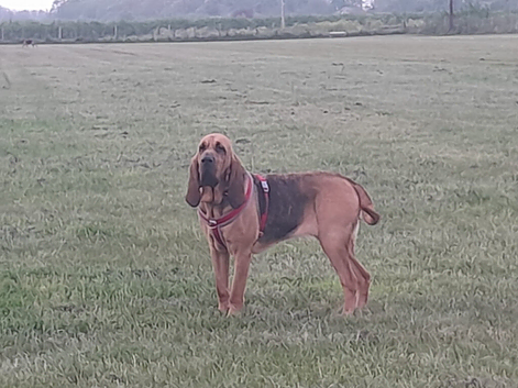 Bloodhound Puppies