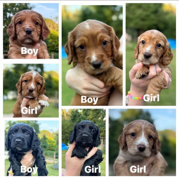 Beautiful tan or black sprocker spaniels available end July.