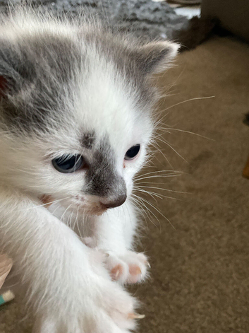 Will be looking for homes early August