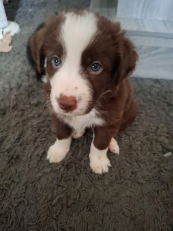 Stunning Male collie