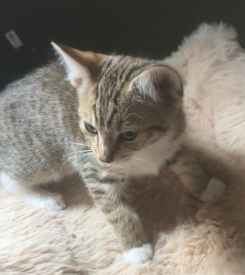 Lovely kittens &pound;60