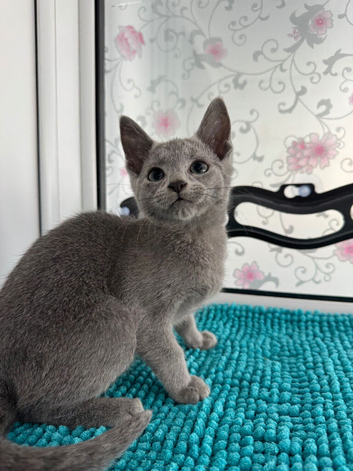 Loving, cuddly pedigree Russian Blue