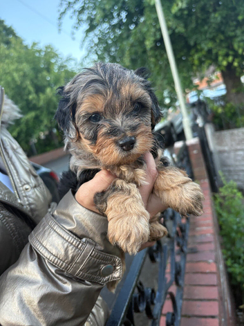 5 beautiful puppies