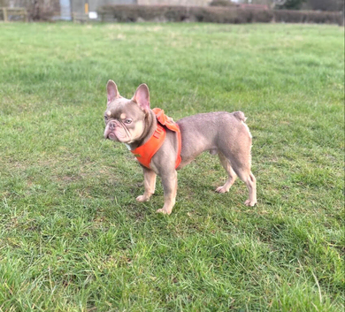 Isabella & tan carrying fluffy stud RFG FBCE lines