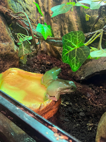 2 whites tree frogs