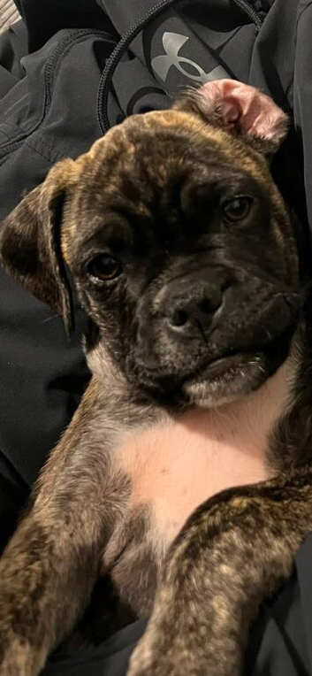 Staffy mixed with Pug