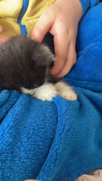 Black and white 2 weeks old kitten