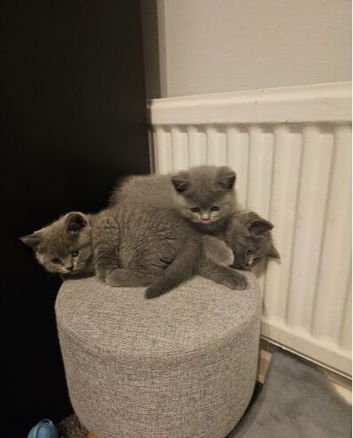 Beautiful Blue British Shorthair Kittens &ndash; Boys & Girls Available