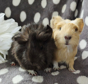 Gorgeous baby boar pair