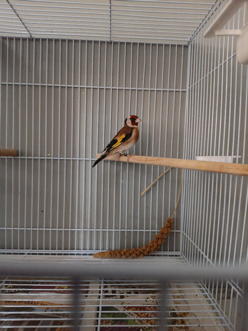 Gold finch
