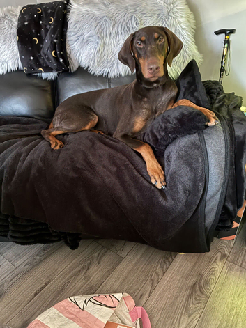 Stunning chocolate and tan doberman