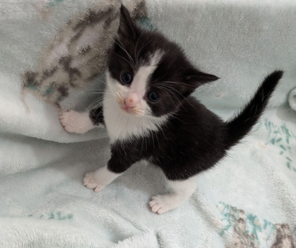 Beautiful kittens for new homes