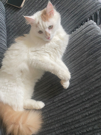 White and ginger 2 year old boy