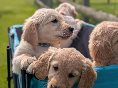 READY NOW KC Golden Retreiver Puppies