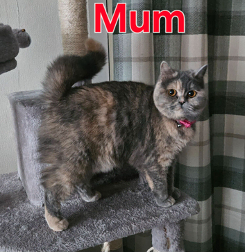 Last British shorthair lilac boy