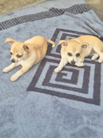 Chihuahua puppies