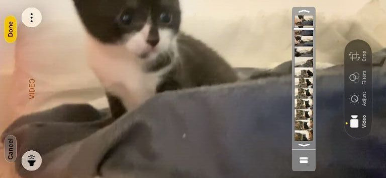 Kittens for sale