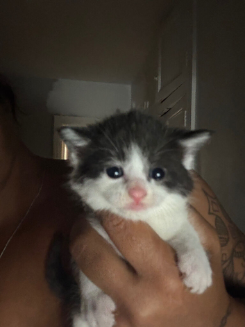 MIXED Russian blue