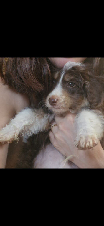 Teddybear cavapoo cross pomsky