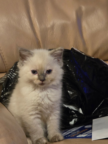 Gorgeous ragdoll kittens
