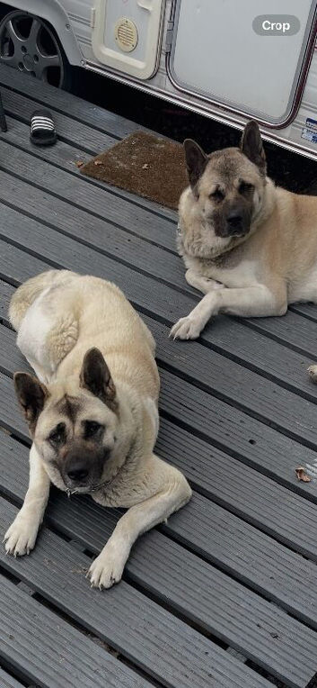 Two loving American Akitas 3 and 4 year old