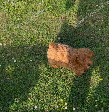 Cavapoo puppy