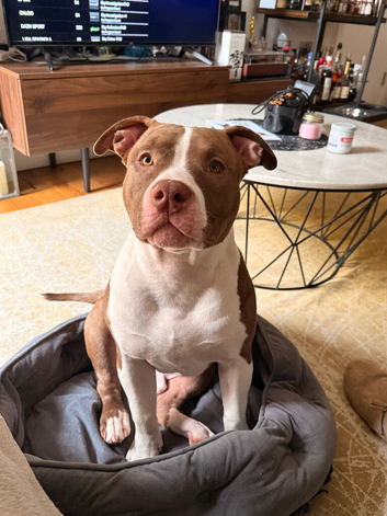 Puppy for sale