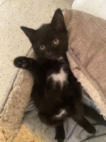 Kittens long haired short haired