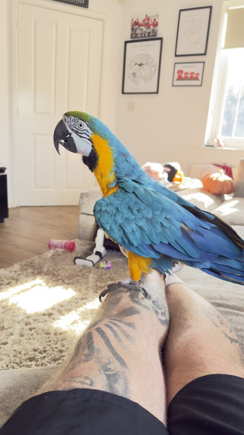 Hand tame blue and gold macaw
