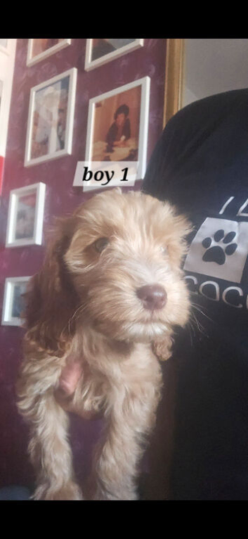 8 adorable puppies