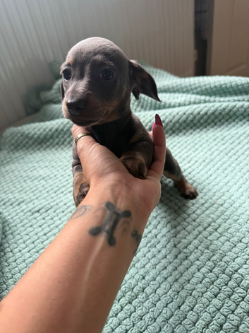 3 blue and tan female dachshund