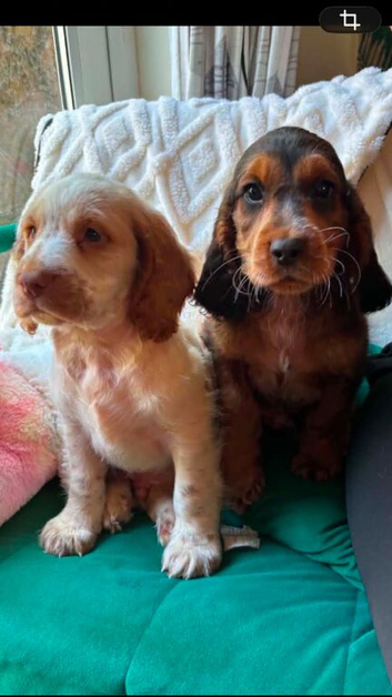 9 cocker spaniel puppy&rsquo;s
