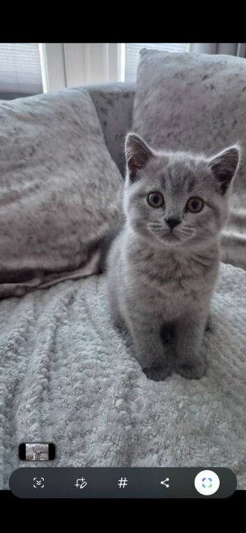 British short hair female Kitten