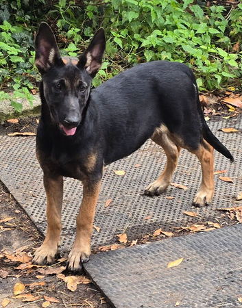 Belgian malinois pups