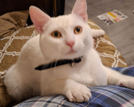 Casper the super friendly kitten 8 month old looking for a new loving home