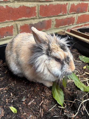 Mixed Rabbit