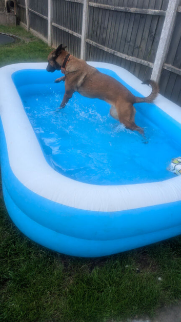 Belgian Malinois