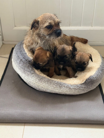 Beautiful border terrier Puppys