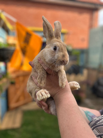 Harlequin/ Rex baby bunnies