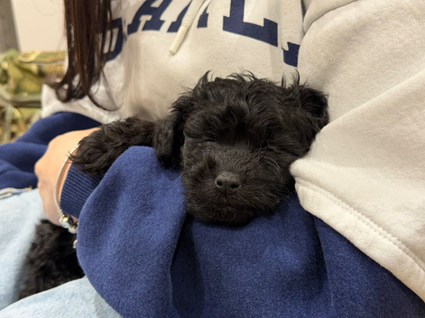 Beautiful puppy cockapoo girl