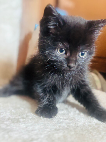 Beautiful Kittens for Sale