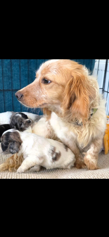 2 healthy spaniel left